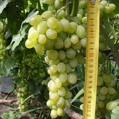 Виноград АНАНАСНЫЙ РАННИЙ  Виноград АНАНАСНЫЙ РАННИЙ в Рязани