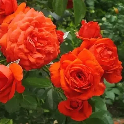 Саженцы роз МАЙНТАУЭР плетистая  Саженцы роз МАЙНТАУЭР плетистая в Рязани