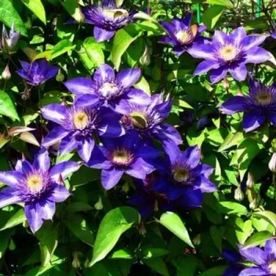 Клематис МУЛЬТИ БЛЮ — описание сорта Клематис МУЛЬТИ БЛЮ в Рязани