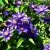 Клематис МУЛЬТИ БЛЮ — описание сорта Клематис МУЛЬТИ БЛЮ в Рязани