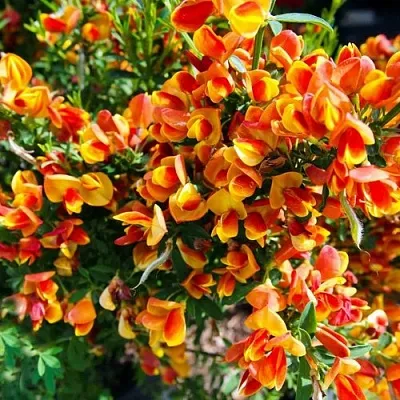 Ракитник АНДРЕАНУС  Ракитник АНДРЕАНУС в Рязани