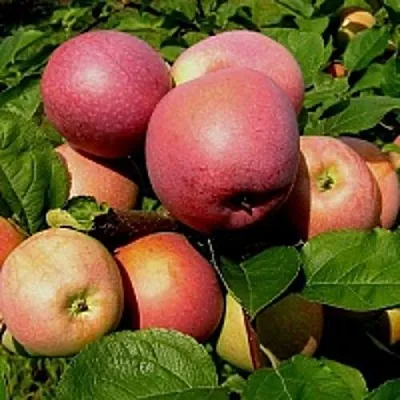 Яблоня СЛАВА ПОБЕДИТЕЛЯМ  Яблоня СЛАВА ПОБЕДИТЕЛЯМ в Рязани