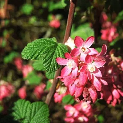 Смородина кроваво-красная ПУЛБОРО СКАРЛЕТ   Смородина кроваво-красная ПУЛБОРО СКАРЛЕТ  в Рязани