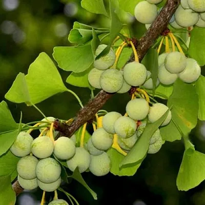 Гинкго билоба  Гинкго билоба в Рязани