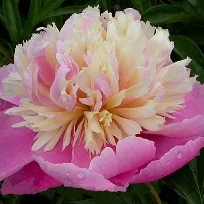 Пион ВЕСЕННЯЯ ПАЛИТРА травянистый  Пион ВЕСЕННЯЯ ПАЛИТРА травянистый в Рязани