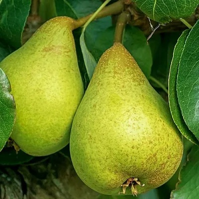 Груша Г-6 колонновидная  Груша Г-6 колонновидная в Рязани