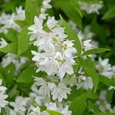 Дейция шершавая  Дейция шершавая в Рязани