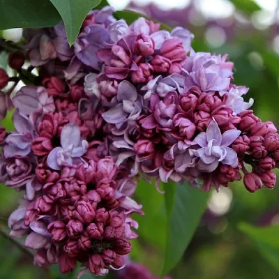 Сирень П.П.КОНЧАЛОВСКИЙ  Сирень П.П.КОНЧАЛОВСКИЙ в Рязани