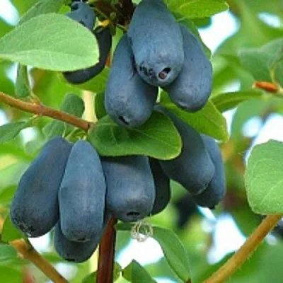 Жимолость съедобная ЮГАНА  Жимолость съедобная ЮГАНА в Рязани