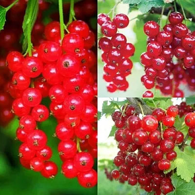 Комплект КРАСНЫЙ УРОЖАЙ в Рязани