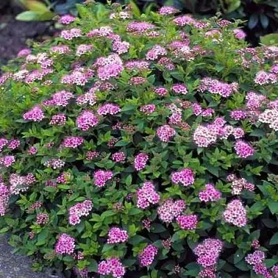 Спирея ЛИТЛ ПРИНЦЕСС японская  Спирея ЛИТЛ ПРИНЦЕСС японская в Рязани