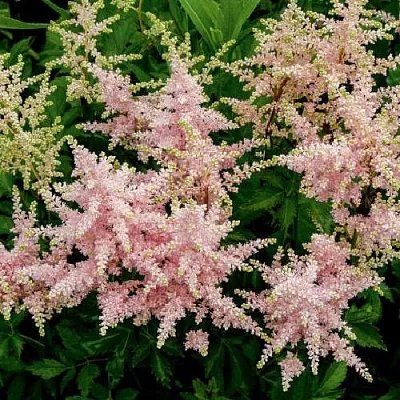 Астильба СЕСТРА ТЕРЕЗА Арендса  Астильба СЕСТРА ТЕРЕЗА Арендса в Рязани