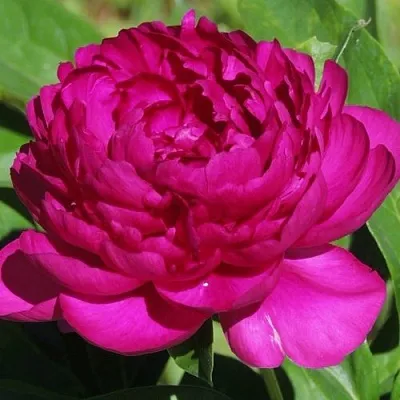 Пион БАРХАТ НОЧИ травянистый  Пион БАРХАТ НОЧИ травянистый в Рязани