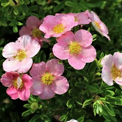 Лапчатка ЛАВЛИ ПИНК кустарниковая  Лапчатка ЛАВЛИ ПИНК кустарниковая в Рязани