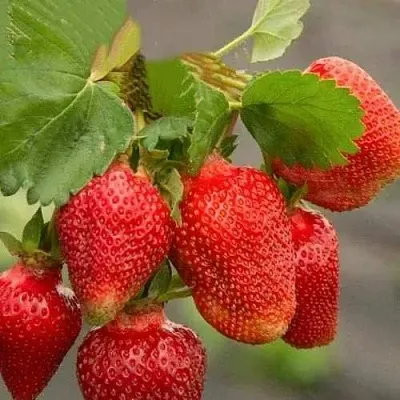 Клубника АЗИЯ  Клубника АЗИЯ в Рязани