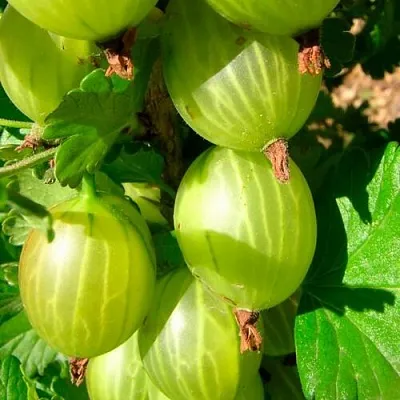 Крыжовник МАЛАХИТ  Крыжовник МАЛАХИТ в Рязани