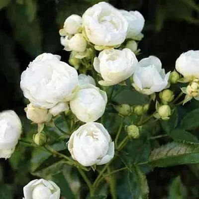 Саженцы роз УАЙТ МОРСДАГ полиантовая  Саженцы роз УАЙТ МОРСДАГ полиантовая в Рязани