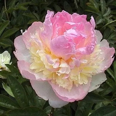 Пион РАСБЕРРИ САНДЕЙ травянистый  Пион РАСБЕРРИ САНДЕЙ травянистый в Рязани