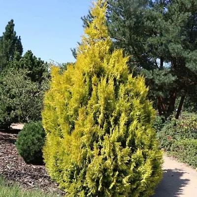 Туя СТОУНХАМ ГОЛД складчатая в Рязани