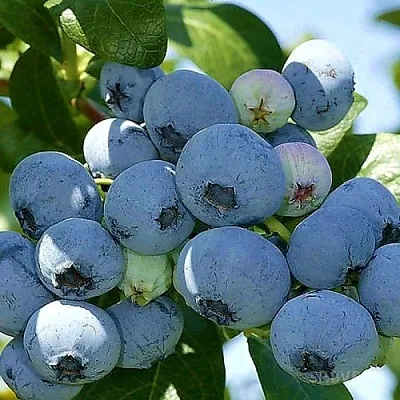 Голубика НУИ  Голубика НУИ в Рязани