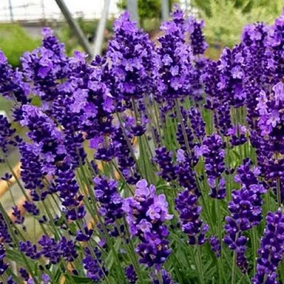 Лаванда ХИДКОТ БЛЮ узколистная  Лаванда ХИДКОТ БЛЮ узколистная в Рязани