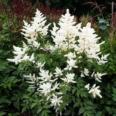 Астильба ДОЙЧЛАНД японская  Астильба ДОЙЧЛАНД японская в Рязани