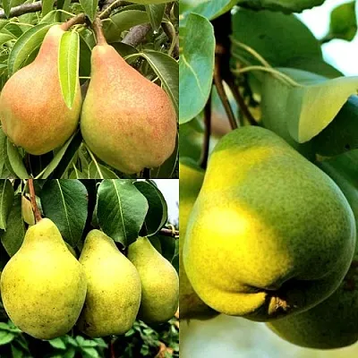 Комплект НАСТОЯЩИЙ ВОСТОРГ в Рязани