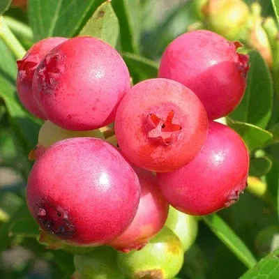 Голубика ПИНК ЛИМОНАД  Голубика ПИНК ЛИМОНАД в Рязани