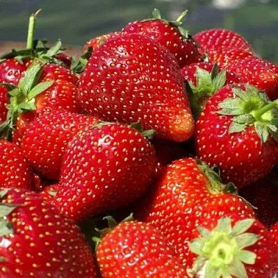 Клубника ПИРЧИНКЬЮ  Клубника ПИРЧИНКЬЮ в Рязани