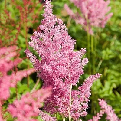 Астильба РЕЙНЛЕНД японская  Астильба РЕЙНЛЕНД японская в Рязани