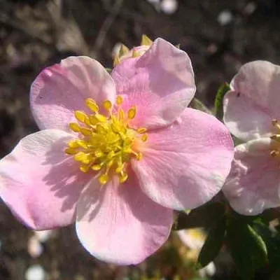Лапчатка ПИНК КВИН кустарниковая в Рязани