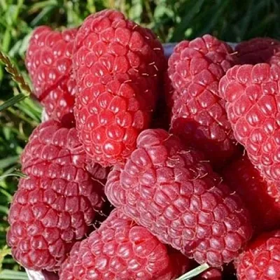 Малина САМОСВАЛ  Малина САМОСВАЛ в Рязани