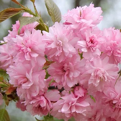 Сакура РОЗЕА ПЛЕНА  Сакура РОЗЕА ПЛЕНА в Рязани