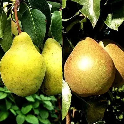 Комплект ДУЭТ в Рязани