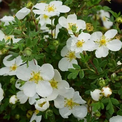 Лапчатка АББОТСВУД кустарниковая в Рязани