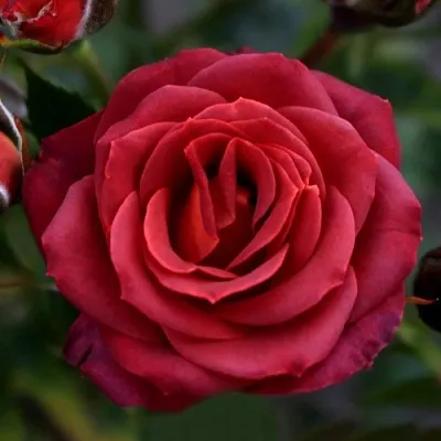 Саженцы роз ЧОКОЧИНО спрей  Саженцы роз ЧОКОЧИНО спрей в Рязани