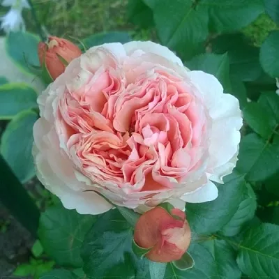 Саженцы роз ФИЛИНГ чайно-гибридная  Саженцы роз ФИЛИНГ чайно-гибридная в Рязани