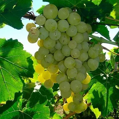 Виноград КИШМИШ МУСКАТНЫЙ  Виноград КИШМИШ МУСКАТНЫЙ в Рязани