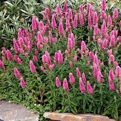 Вероника РОЗЕА колосковая  Вероника РОЗЕА колосковая в Рязани