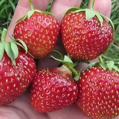 Клубника ВИМА ЗАНТА  Клубника ВИМА ЗАНТА в Рязани