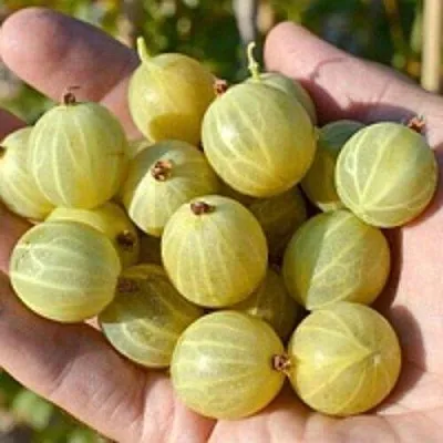 Крыжовник БЕРИЛЛ  Крыжовник БЕРИЛЛ в Рязани