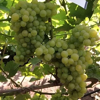 Виноград КИШМИШ 311  Виноград КИШМИШ 311 в Рязани