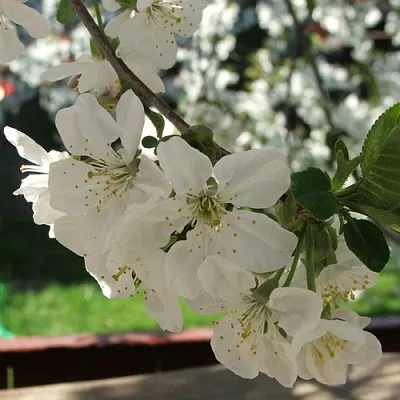 Вишня УМБРАКУЛИФЕРА  Вишня УМБРАКУЛИФЕРА в Рязани