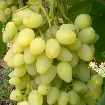 Виноград ЗАРНИЦА  Виноград ЗАРНИЦА в Рязани