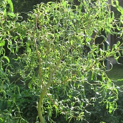 Ива МАТСУДАНА  Ива МАТСУДАНА в Рязани