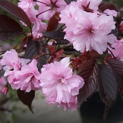 Сакура РОЯЛ БУРГУНДИ  Сакура РОЯЛ БУРГУНДИ в Рязани