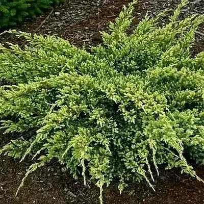 Можжевельник ДРИМ ДЖОЙ чешуйчатый  Можжевельник ДРИМ ДЖОЙ чешуйчатый в Рязани