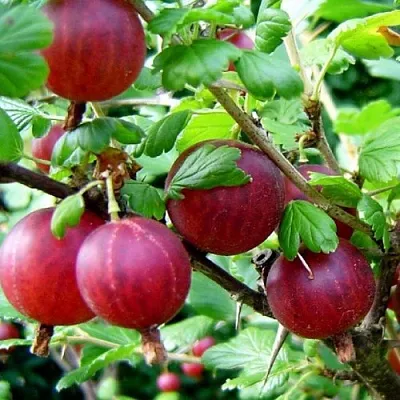 Крыжовник КОНСУЛ  Крыжовник КОНСУЛ в Рязани