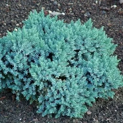 Можжевельник БЛЮ СТАР чешуйчатый  Можжевельник БЛЮ СТАР чешуйчатый в Рязани