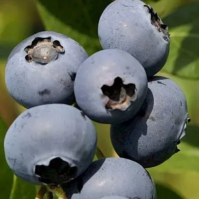 Голубика ЧАНДЛЕР  Голубика ЧАНДЛЕР в Рязани